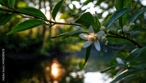 Wallpaper Mural Lemon Blossom Blooms Near Water at Sunset with Golden Reflection Torontodigital.ca