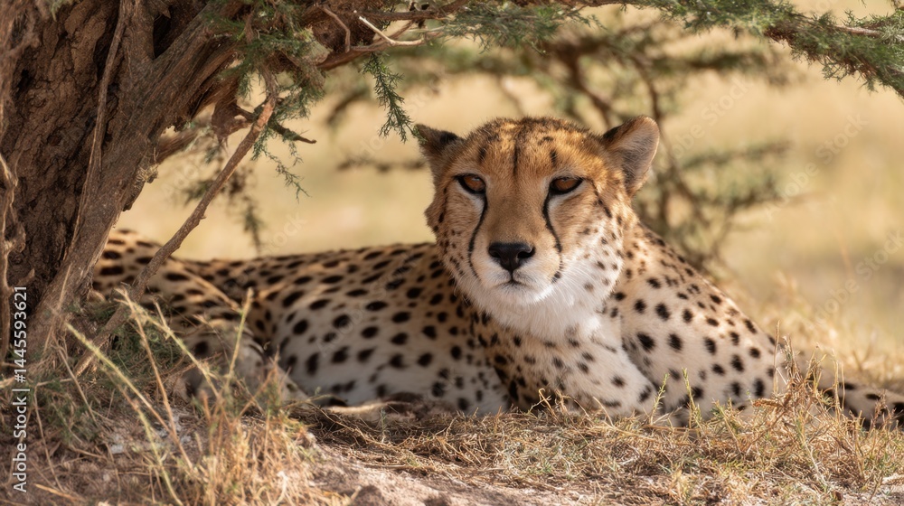 Naklejka premium Cheetah Resting Under Tree Shade in African Savannah