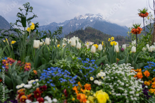 flowers in the mountains, Interlacken, Swiss Alps