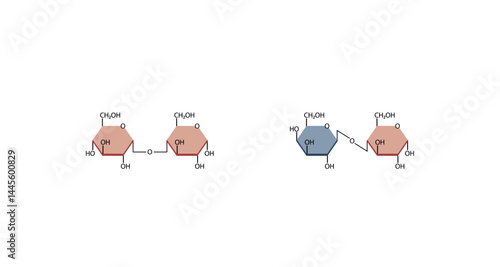 Disaccharides maltose and lactose structure. Vector Illustration.	