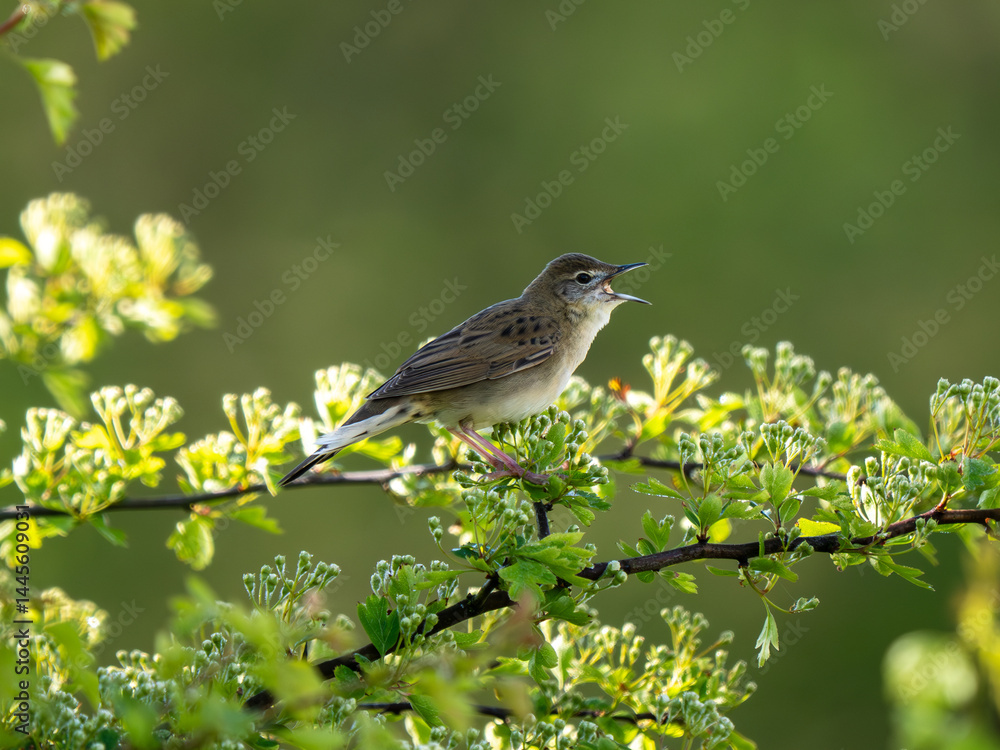 Grasshopper Warbler Singing on a Bush