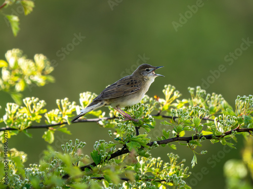 Obraz na płótnie Grasshopper Warbler Singing on a Bush w salonie