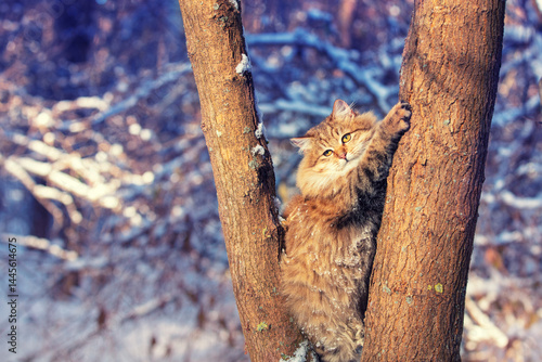 Cat sitting on the tree. Siberian cat walking in the forest