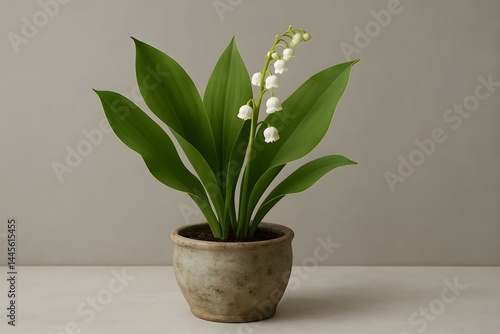 A potted plant with large green leaves and delicate white flowers, likely a lily of the valley. Concept Lily of the Valley, Houseplant Care, Indoor Gardening, Blooming Flowers, Foliage Plants