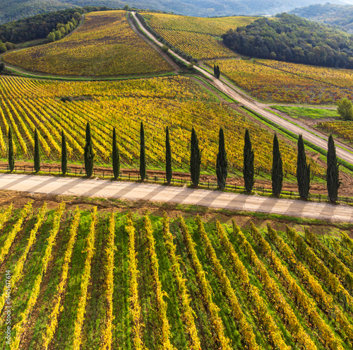 cypresses line among Chianti vineyards in Dievole