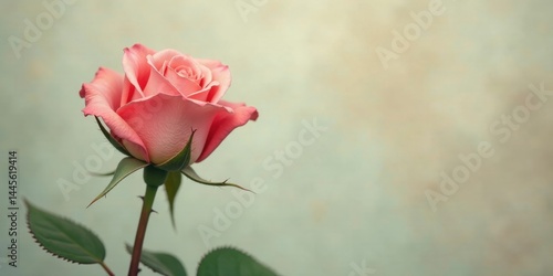 A single, delicate pink rose elegantly blooms against a soft, muted background, showcasing its gentle petals and vibrant color.