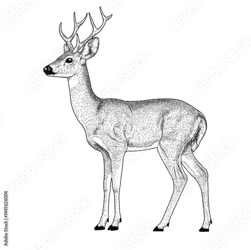 Black and white hand drawing deer isolated on white background