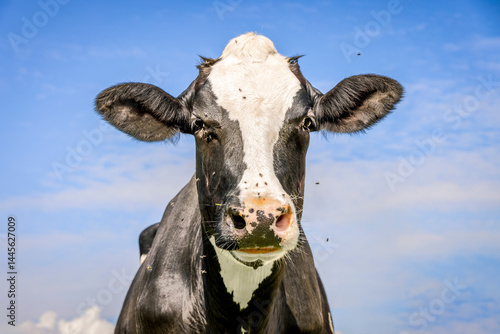 Cow and flies, fly buzzing around,  authentic milker cattle, a blue sky