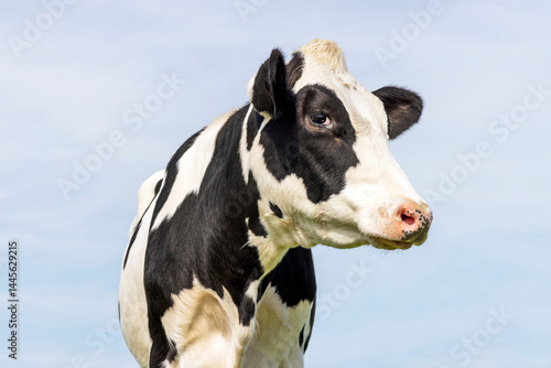 Cow black and white, milker cattle, pink nose, in front of  a blue sky