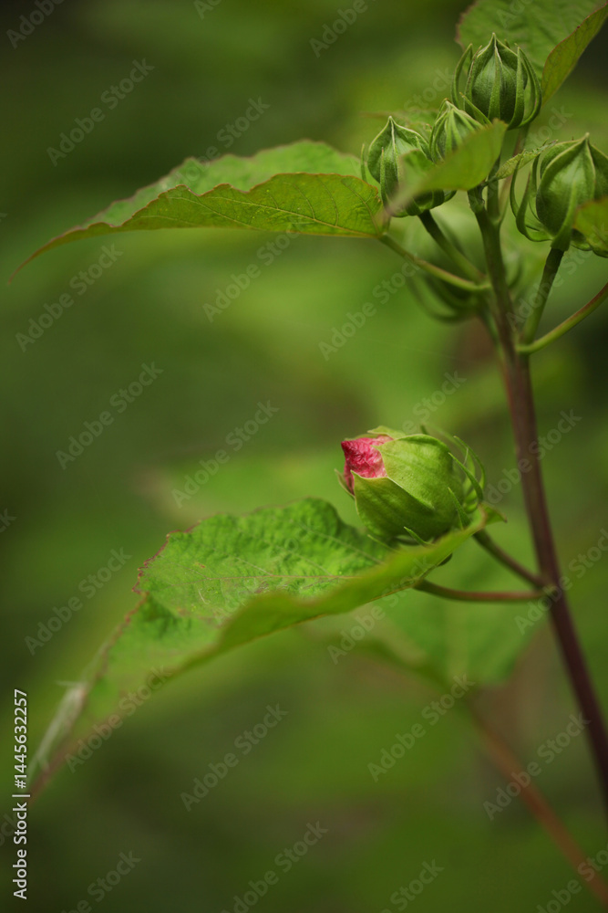 Beautiful flower hibiscus mosheuthos. bud is pink color. Beautiful flower hibiscus mosheuthos. bud is pink color.