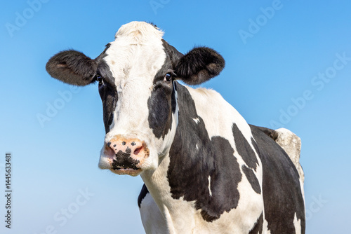 Cow black and white, authentic mature milker cattle, eye contact, a blue sky