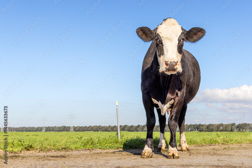 Cute cow, black and white, dutch cattle breed, front view on a path