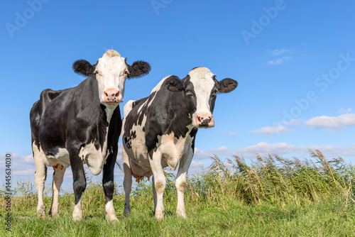 Two cows black and white, authentic side by side in a field under a blue sky