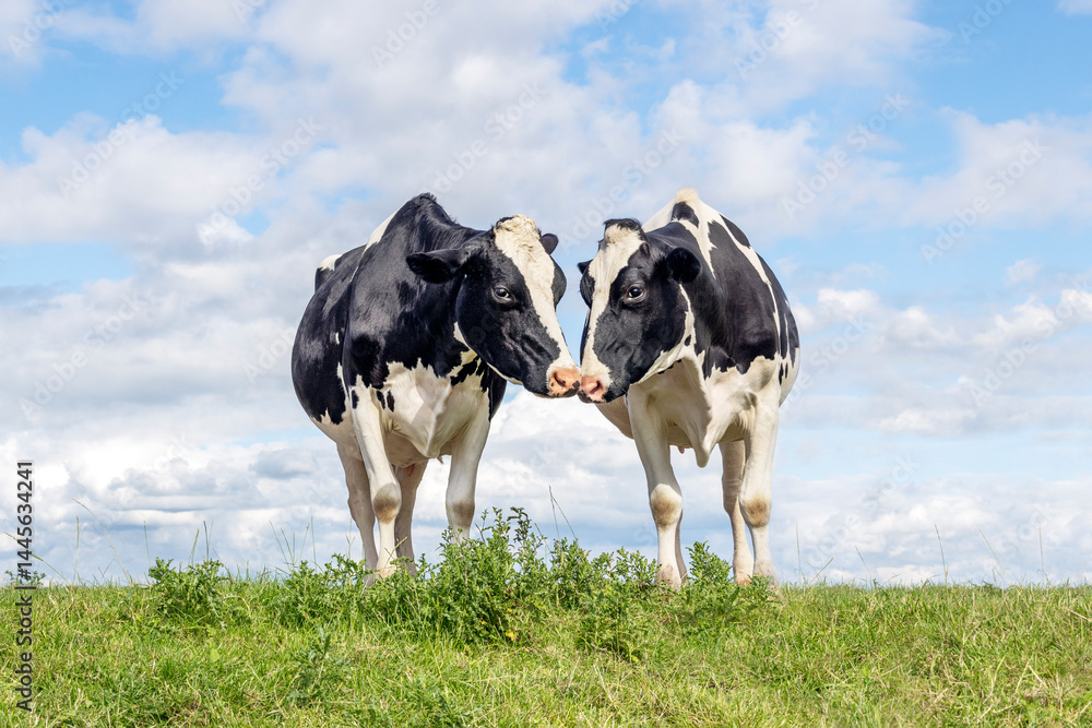 Cows love and kiss, two black and white cuddling in a field