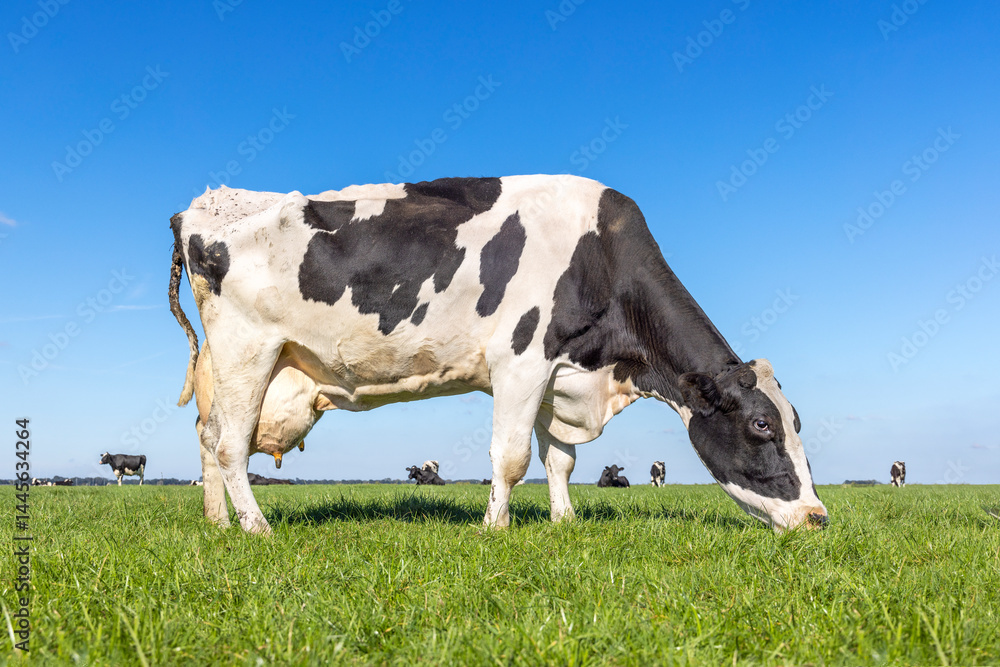 Mature cow grazing, udder large and full in a green grass field, eating quietly and calm