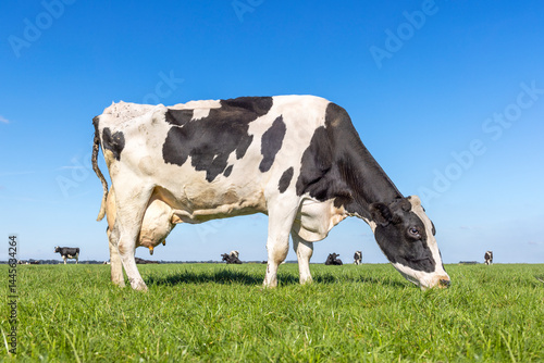 Obraz na płótnie Mature cow grazing, udder large and full in a green grass field, eating quietly and calm w salonie