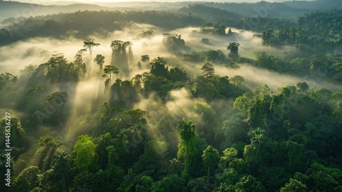 Sunrise Over Lush Rainforest, Aerial View of Misty Canopy