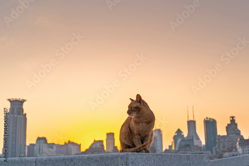 Photography Homeless cat with sunset Shanghai cityscape, Shanghai, China