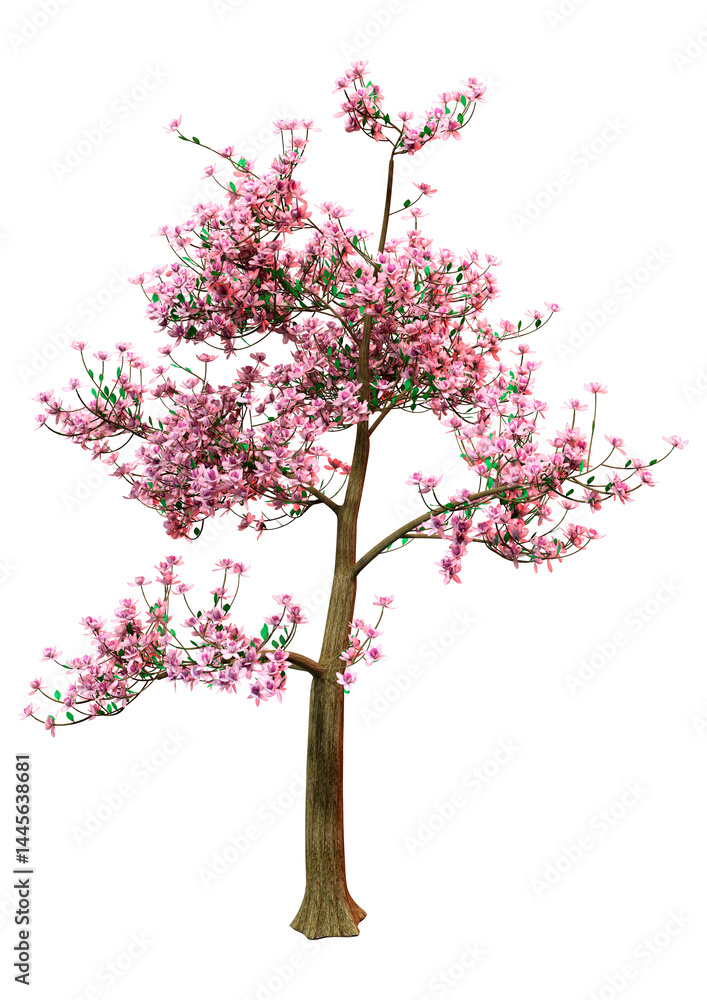 Fototapeta premium 3D Rendering Magnolia Tree on White
