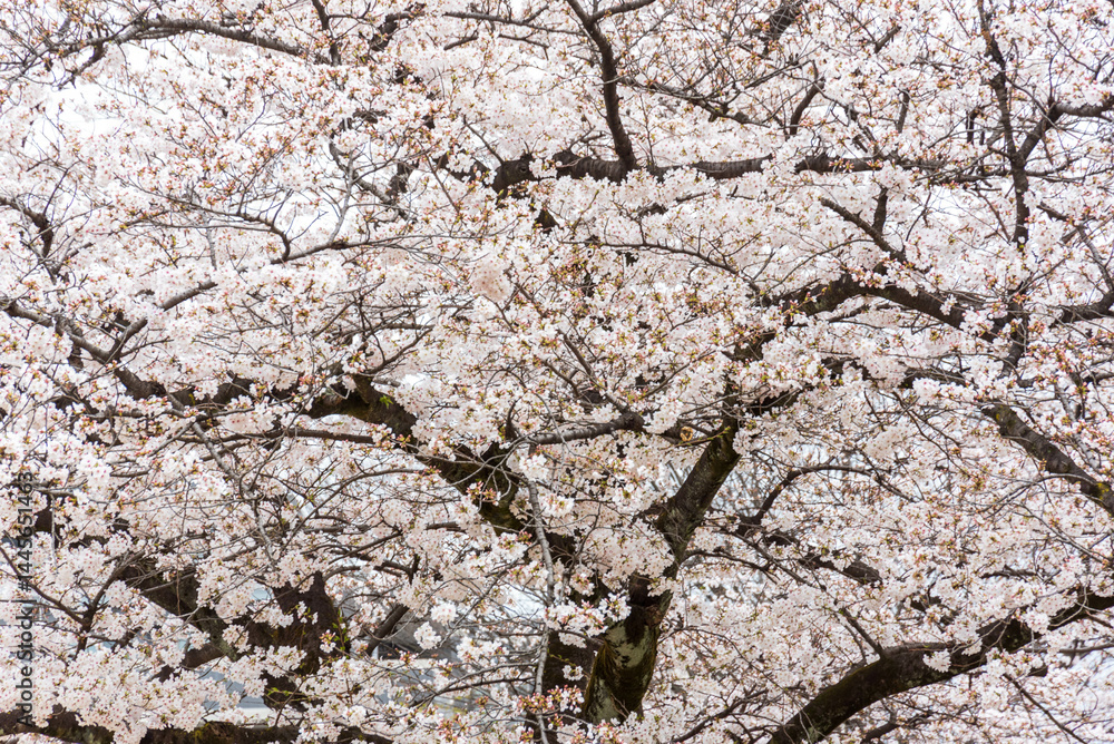 桜(ソメイヨシノ) 桜(ソメイヨシノ)