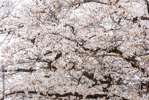 桜（ソメイヨシノ）