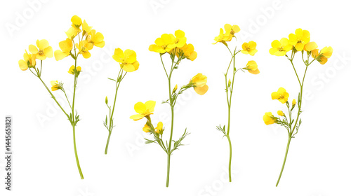 Rapeseed Flowers Top View on Transparent Background for Design Inspiration