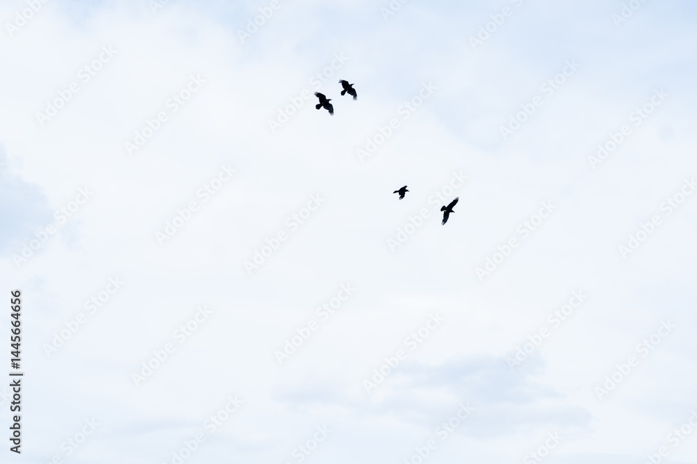 Fototapeta premium a flock of black crows in the sky, view from below