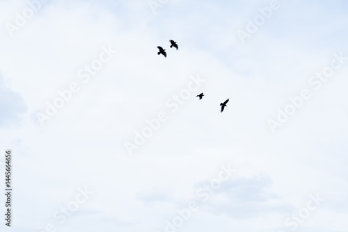 a flock of black crows in the sky, view from below
