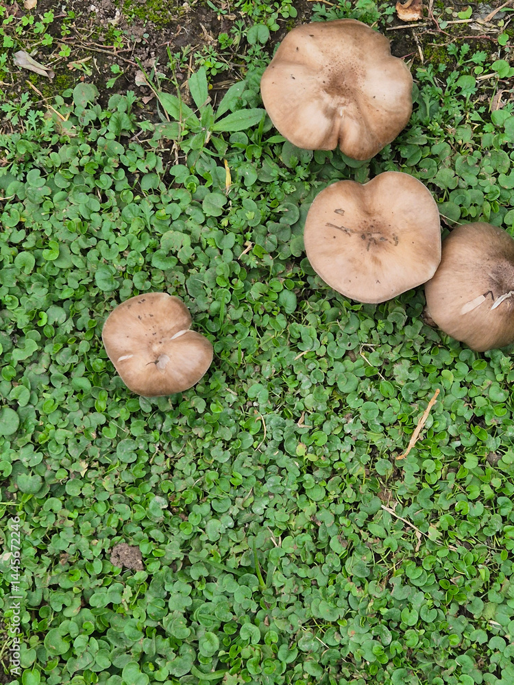 mushrooms in the garden lawn after the rain