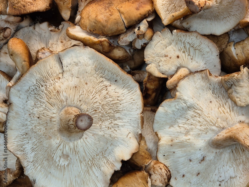 edible mushroom for sale in the supermarket