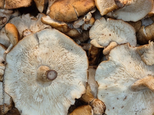 Obraz na płótnie edible mushroom for sale in the supermarket w salonie