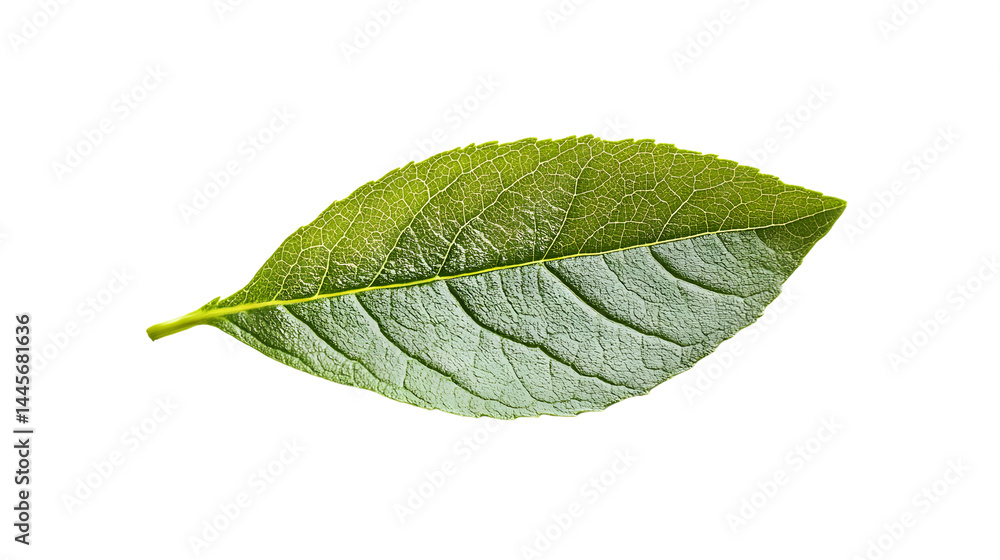 Vibrant Green Leaf on Transparent Background for Design Projects Vibrant Green Leaf on Transparent Background for Design Projects