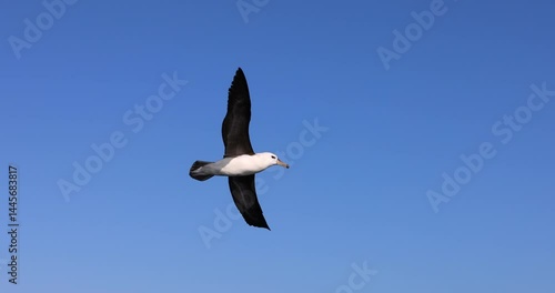 An albatross sea bird with dark brown wings gracefully flying high above the ocean. Captured from below on a clear blue sky sunny day.