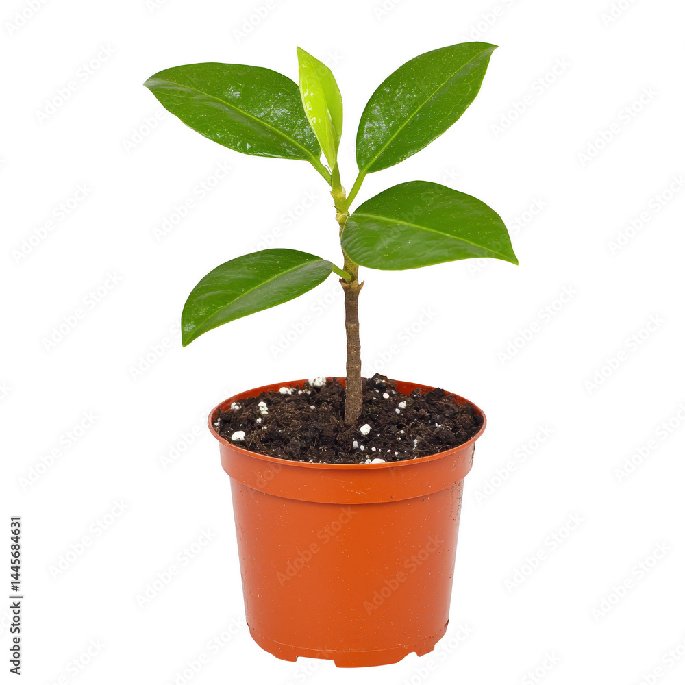 Small potted plant with glossy green leaves sits in brown plastic pot, showcasing new growth. plant is isolated on transparency background, highlighting its vibrant foliage Small potted plant with glossy green leaves sits in brown plastic pot, showcasing new growth. plant is isolated on transparency background, highlighting its vibrant foliage