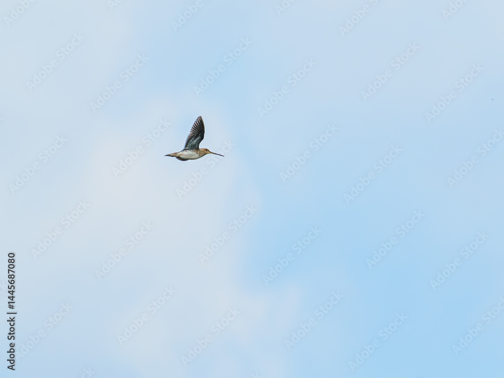 Obraz premium Common Snipe (Gallinago gallinago) in Flight against Blue Sky