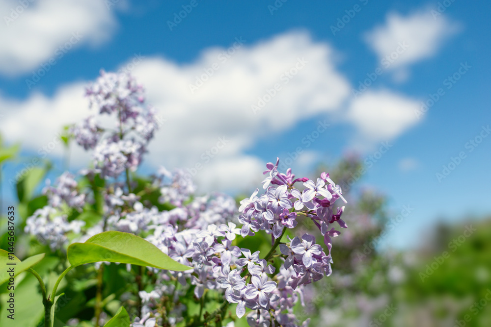 Obraz premium Springtime Symphony.. Beautiful Lilac Blossoms in Bloom