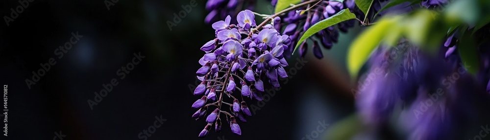 A beautiful cluster of purple flowers hangs from a branch