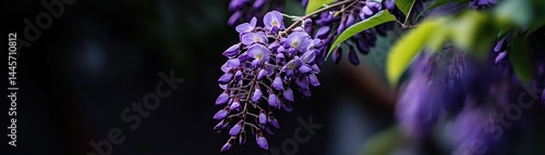 A beautiful cluster of purple flowers hangs from a branch