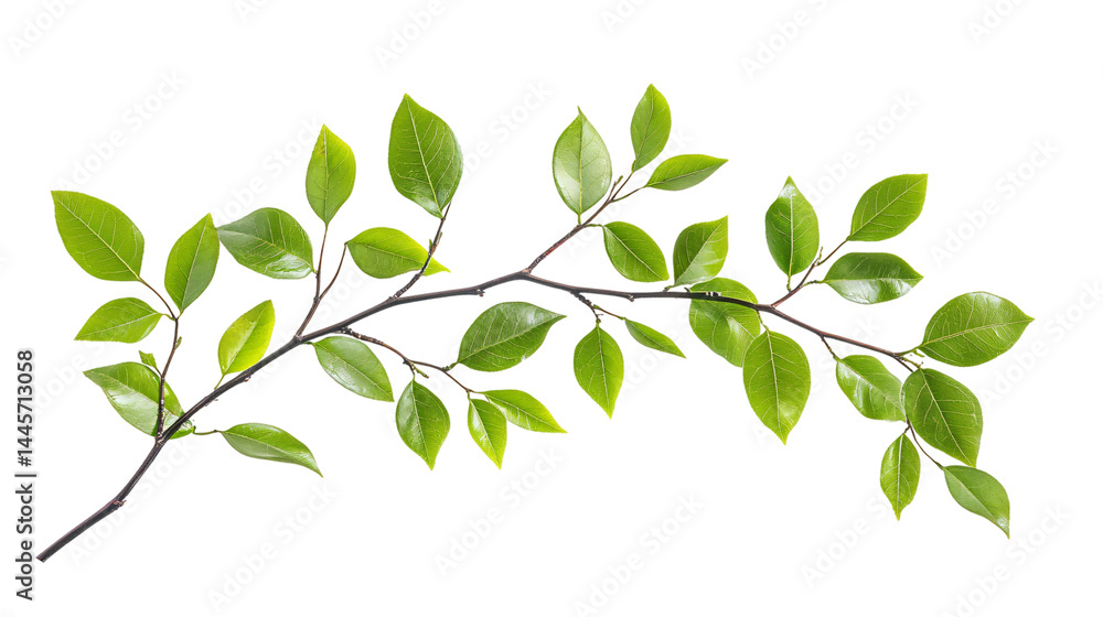 Fresh Green Foliage Branch on Transparent Background for Design Projects Fresh Green Foliage Branch on Transparent Background for Design Projects