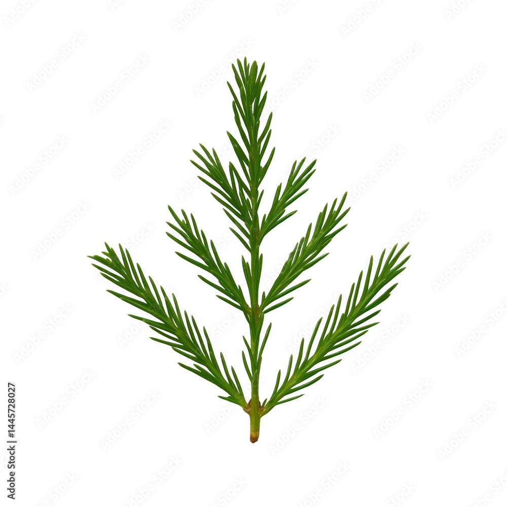 Single green pine branch with delicate needles is isolated on transparency background, showcasing its natural beauty and intricate details Single green pine branch with delicate needles is isolated on transparency background, showcasing its natural beauty and intricate details