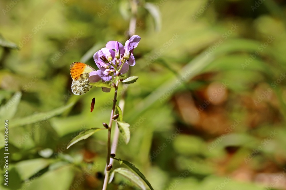 Männlicher Aurorafalter (Anthocharis cardamines) an Ausdauerndem Silberblatt (Lunaria rediviva) Männlicher Aurorafalter (Anthocharis cardamines) an Ausdauerndem Silberblatt (Lunaria rediviva)
