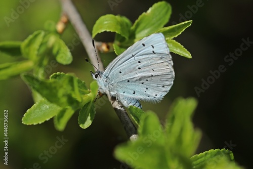 Faulbaum-Bläuling (Celastrina argiolus) an Schlehe