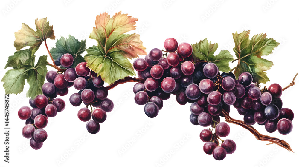 Obraz premium Fresh Bunch of Red Grapes on Transparent Background for Food and Beverage Advertising
