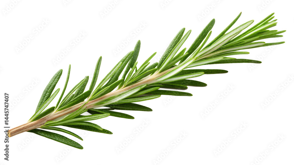 Rosemary sprig isolated on transparent background Rosemary sprig isolated on transparent background