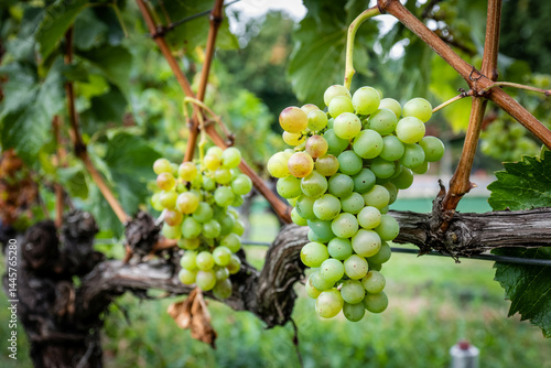 Wallpaper Mural green-grapes-bunch-hanging-on-vine_jH8C_ezDT32CWSzB7u32BQ_c2_FB_KuQ8WrE_d0mccidQ Torontodigital.ca