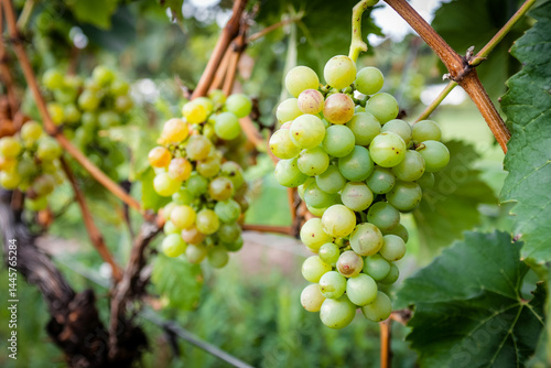 Wallpaper Mural green-grapes-bunch-hanging-on-vine_ooG2gybzQJ-pCurDPOyaQg_c2_FB_KuQ8WrE_d0mccidQ Torontodigital.ca