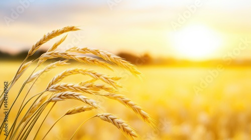 Obraz na płótnie A close-up of oat stalks swaying gently in a golden field, with the sun setting in the background, capturing a peaceful rural scene. w salonie