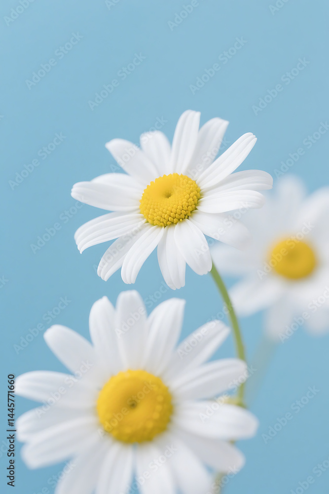 Fototapeta premium daisies on blue background