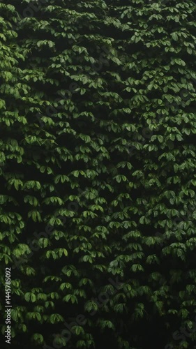 Pared de hojas en la selva cerca de cascada a cámara lenta. Bali, Indonesia, Sekumpul