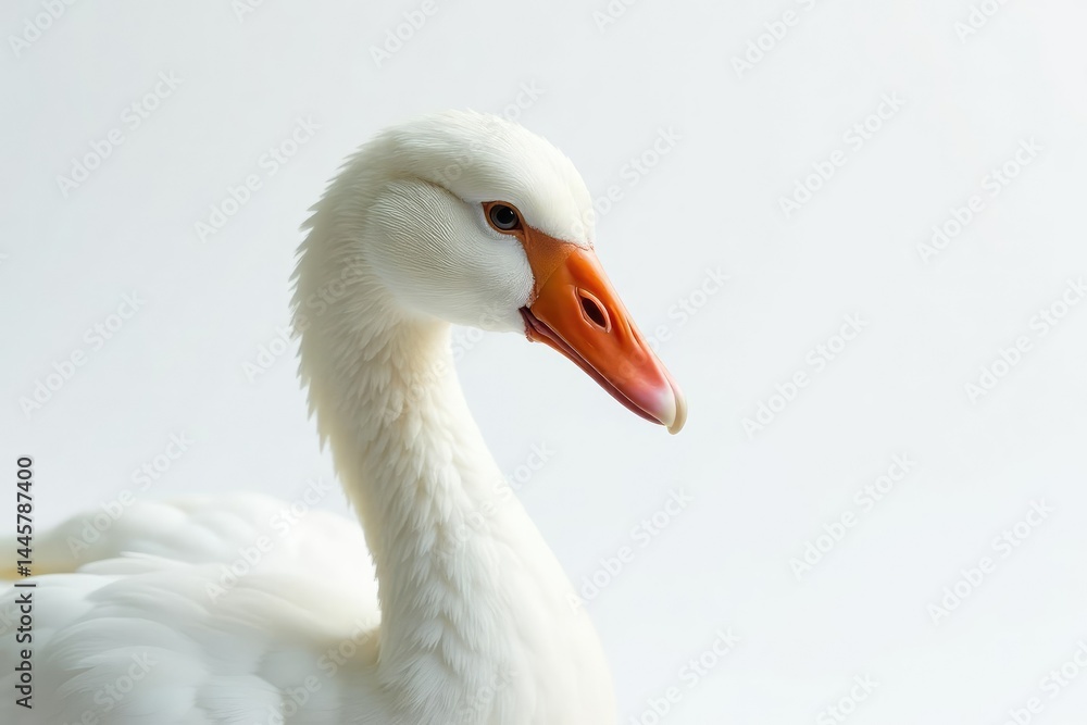 Obraz premium Close-up of pristine white feathers against pure white backdrop, simple, feather, innocence